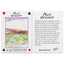 Palm Springs - Aaron Trotter Illustrated Playing Cards